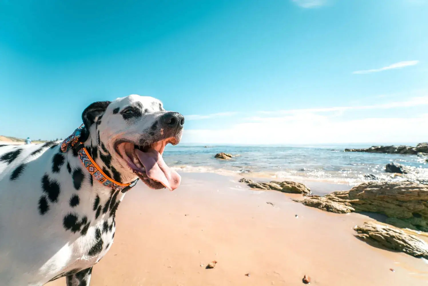 dalmation standing by  the beach, end of summer sale