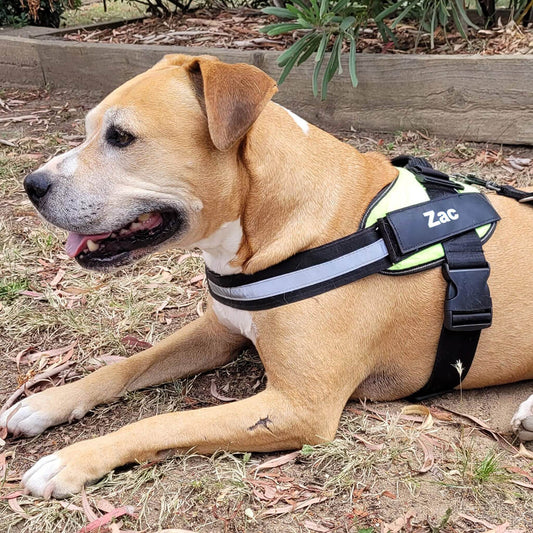 American Staffordshire terrier dog wearing a no pull dog harness