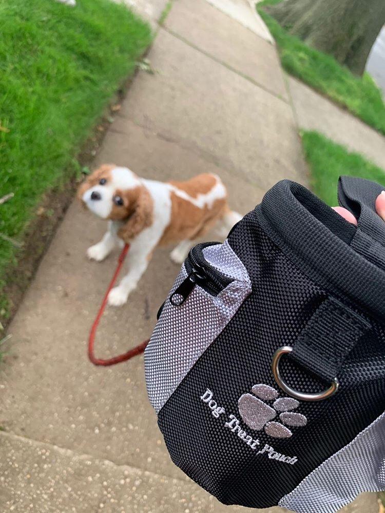 Adventurer Dog Treat Pouch - The Happy Cerberus