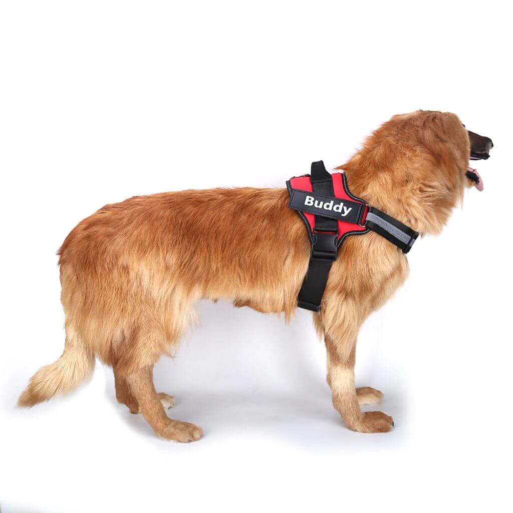 Leonberger model posing for no pull dog harness